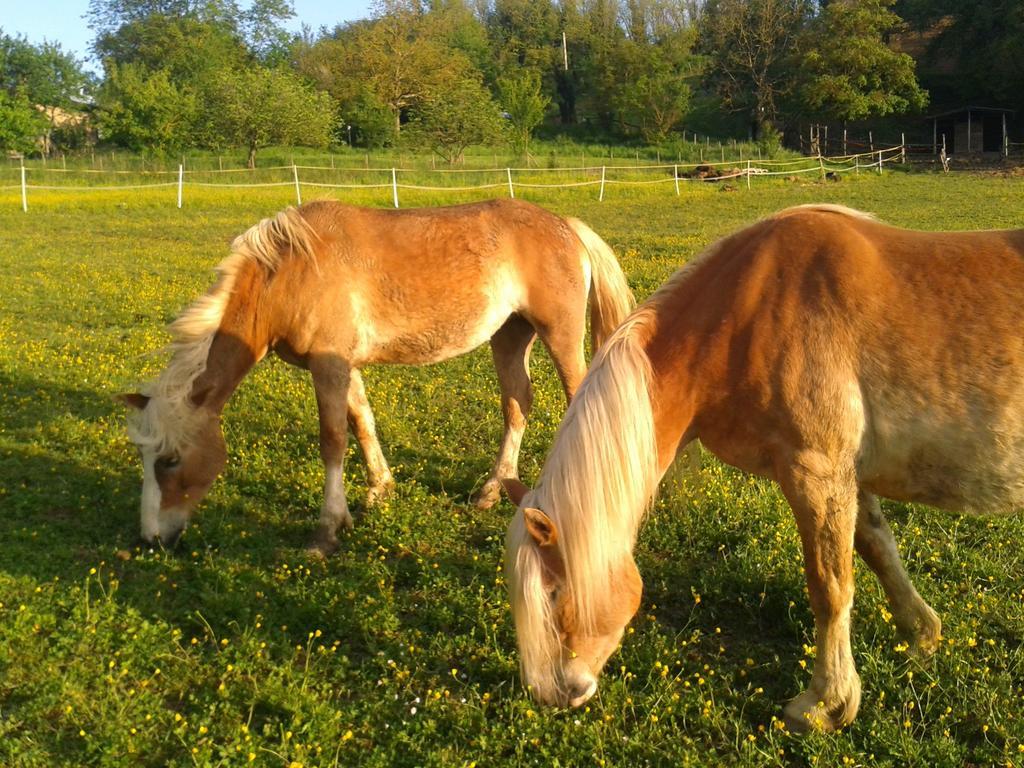 Il Mugello B&B Vicchio Luaran gambar