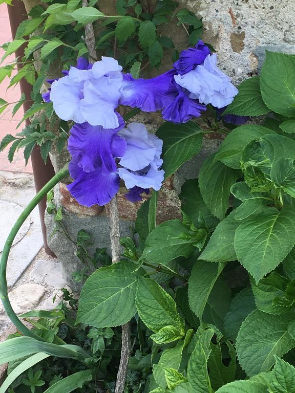 Il Mugello B&B Vicchio Luaran gambar